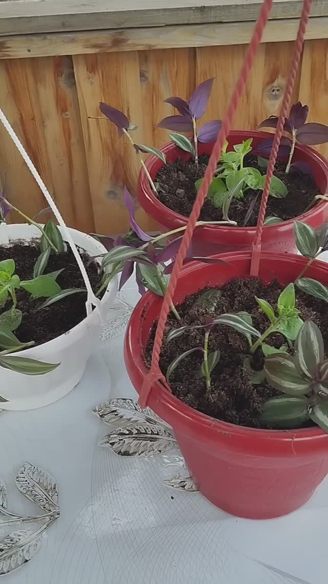 Красота в кашпо 🌿🌷