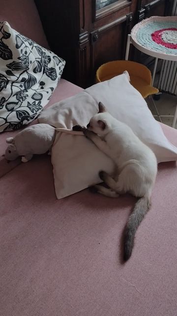 Тайский котенок