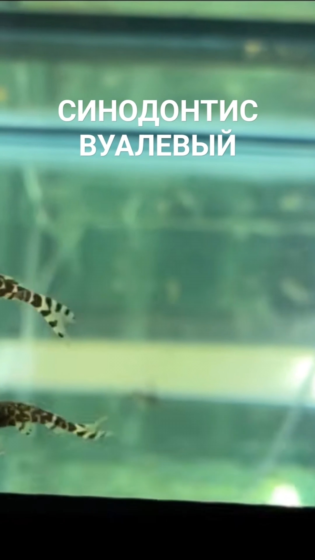 Синодонтис вуалевый