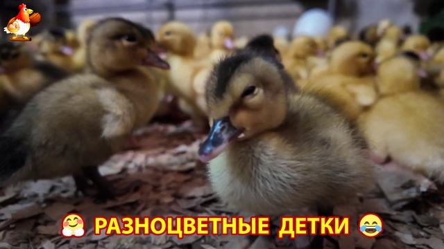 Цыплята и утята милые пушистики растут на радость хозяину (41)