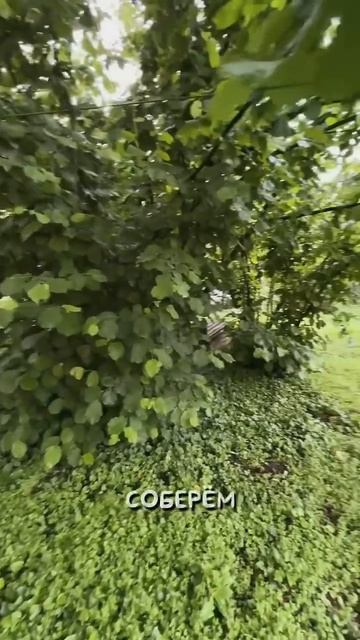 Купили дом в глуши на Юге #деревня #дом #обзор #юг #сибирь #дети