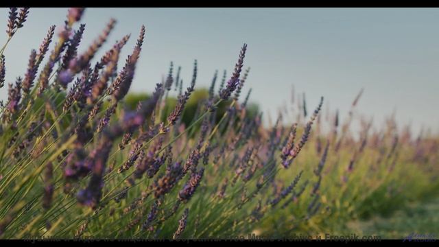 Вы заслужили этот момент покоя - включите и наслаждайтесь! - Fatimah -- Ov Moi Omm -- Unnamed album