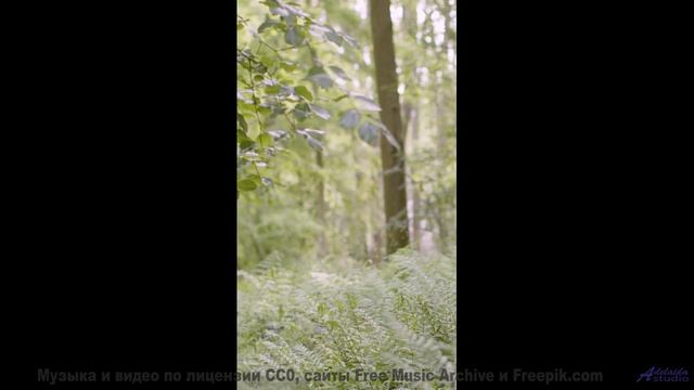 Леса превращаются в личный космос под эту мелодию - Say Goodbye To Lunar Gravity -- Jack Adkins -- U