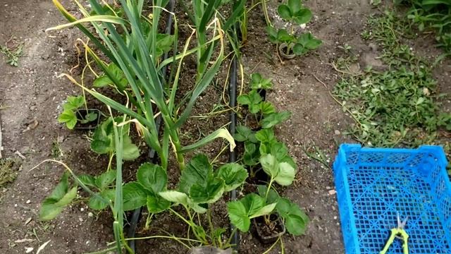 Выращивание клубники на своём участке. Делюсь своим опытом.