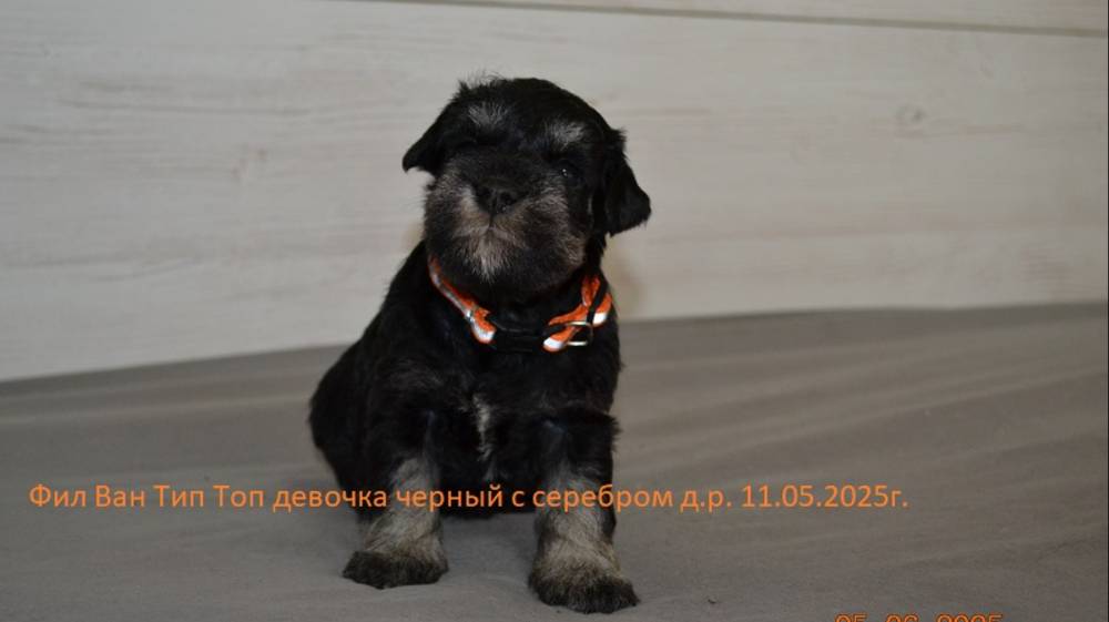 Миниатюрный шнауцер/щенки перец с солью черный с серебром.