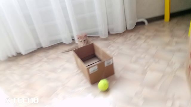 Рыжик каждое утро