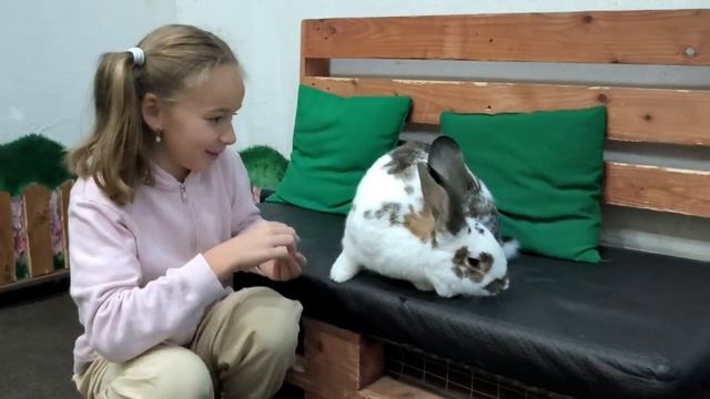 В гостях у кролика