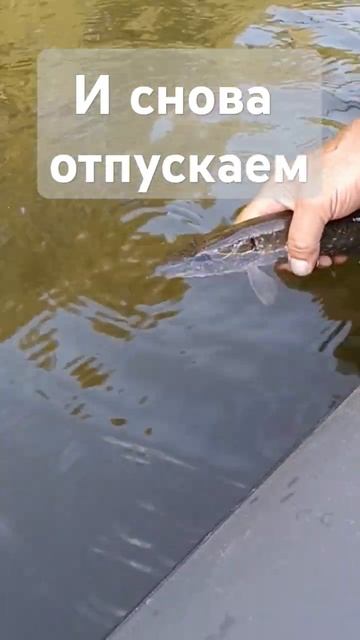 Отпускаем щуренка #fishing #щука #рыбалка #shorts