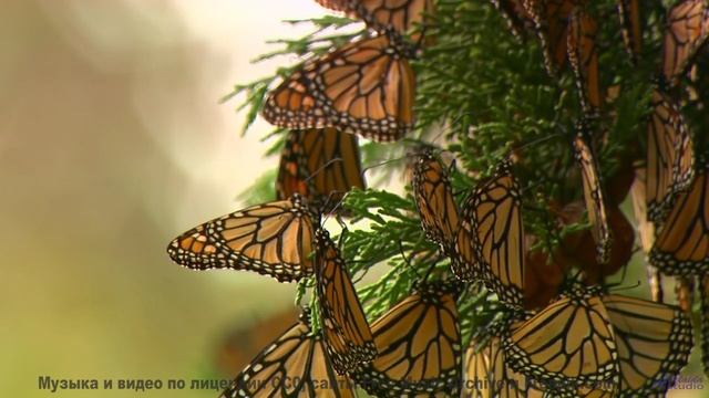 Ушам сложно поверить, что музыка бывает такой чистой - 20 Minute Meditation 8 -- HoliznaCC0 -- Space