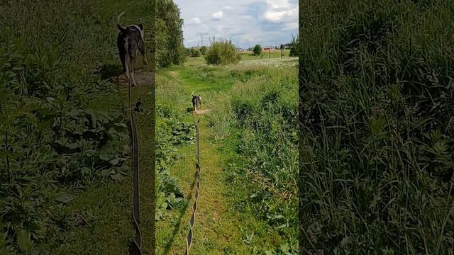 Тарео # Шереметьевский приют