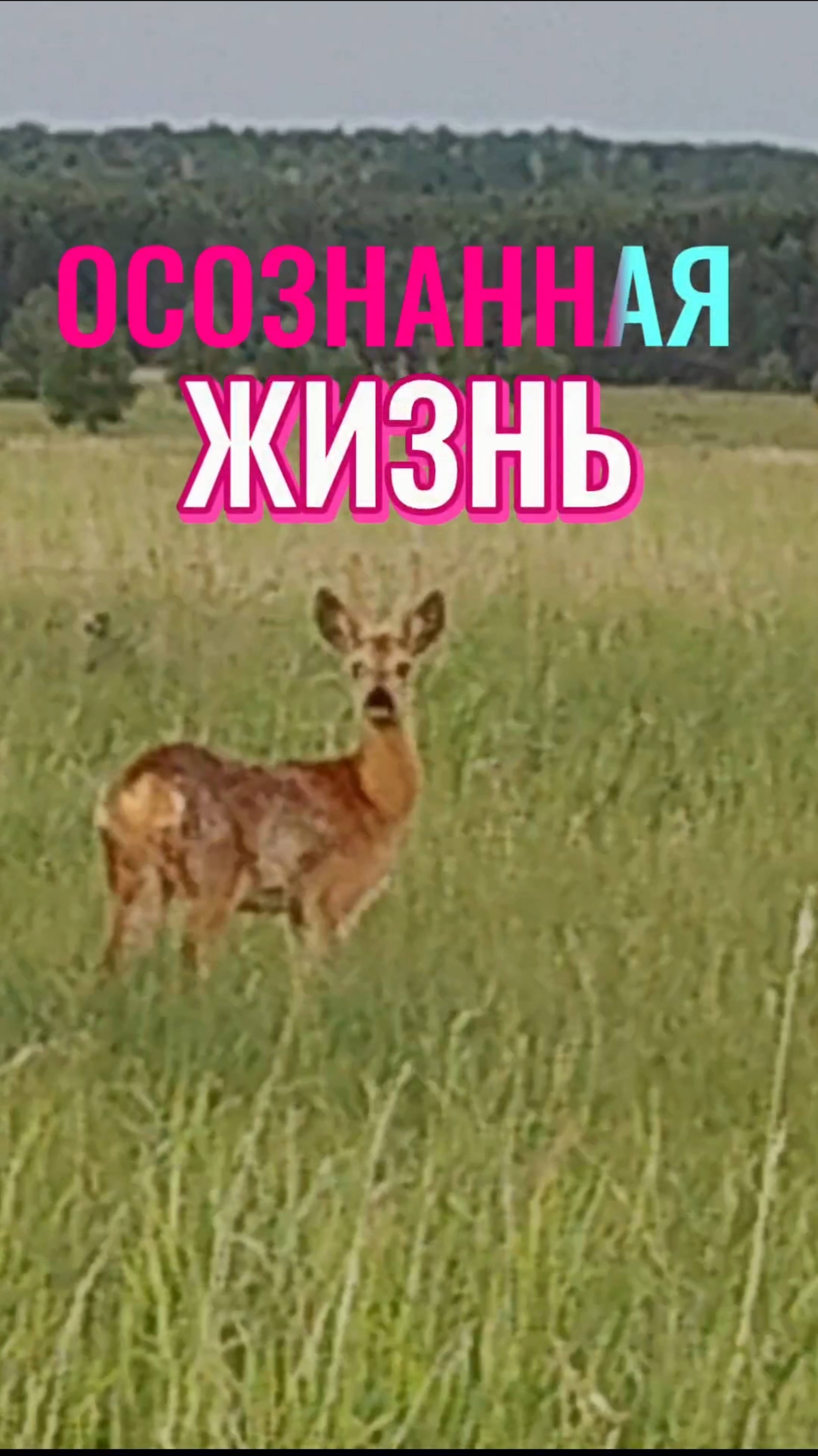 ОСОЗНАННАЯ ЖИЗНЬ