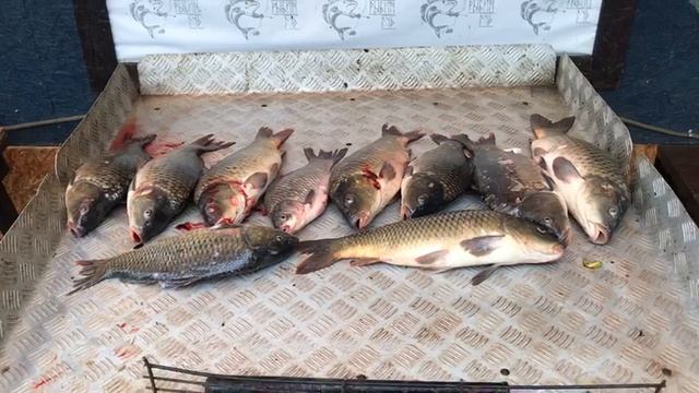 итоговый улов карпа на большом водоёме