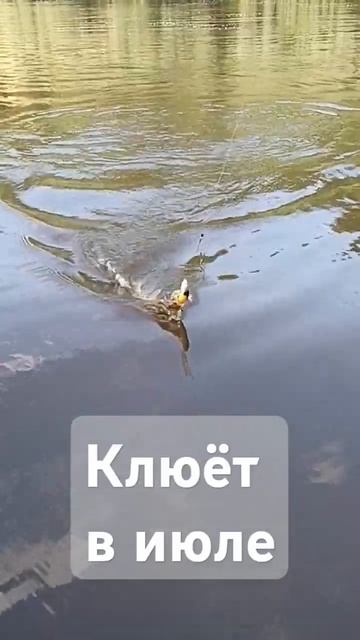 клев щуки в июле #рыбалка #троллинг #щука #рыба #fishing #рыбалканадесне #shorts