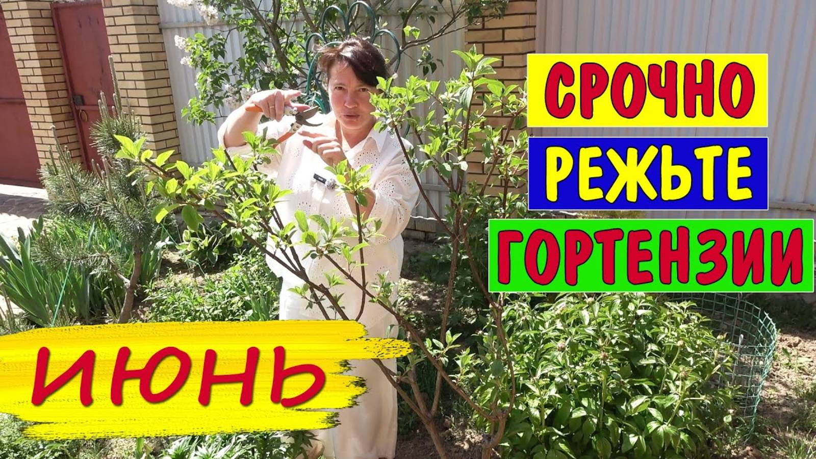 ИЮНЬ - срочно обрезайте ГОРТЕНЗИИ для БОЛЬШИХ ШАПОК ЦВЕТОВ
