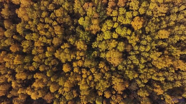 Эта музыка в сочетании с природой сведёт с ума - Point-Pleasant feat Emcee Norod -- Shaolin Dub -- M