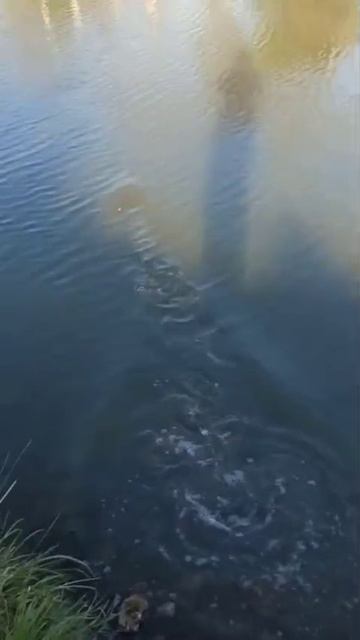 мормышинг!