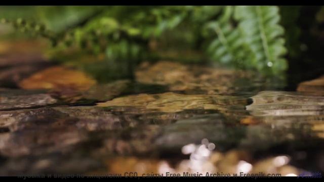 Это видео - как глоток свежего лесного воздуха! - Funky Boss (ID 1648) -- Lobo Loco -- Sky Watch