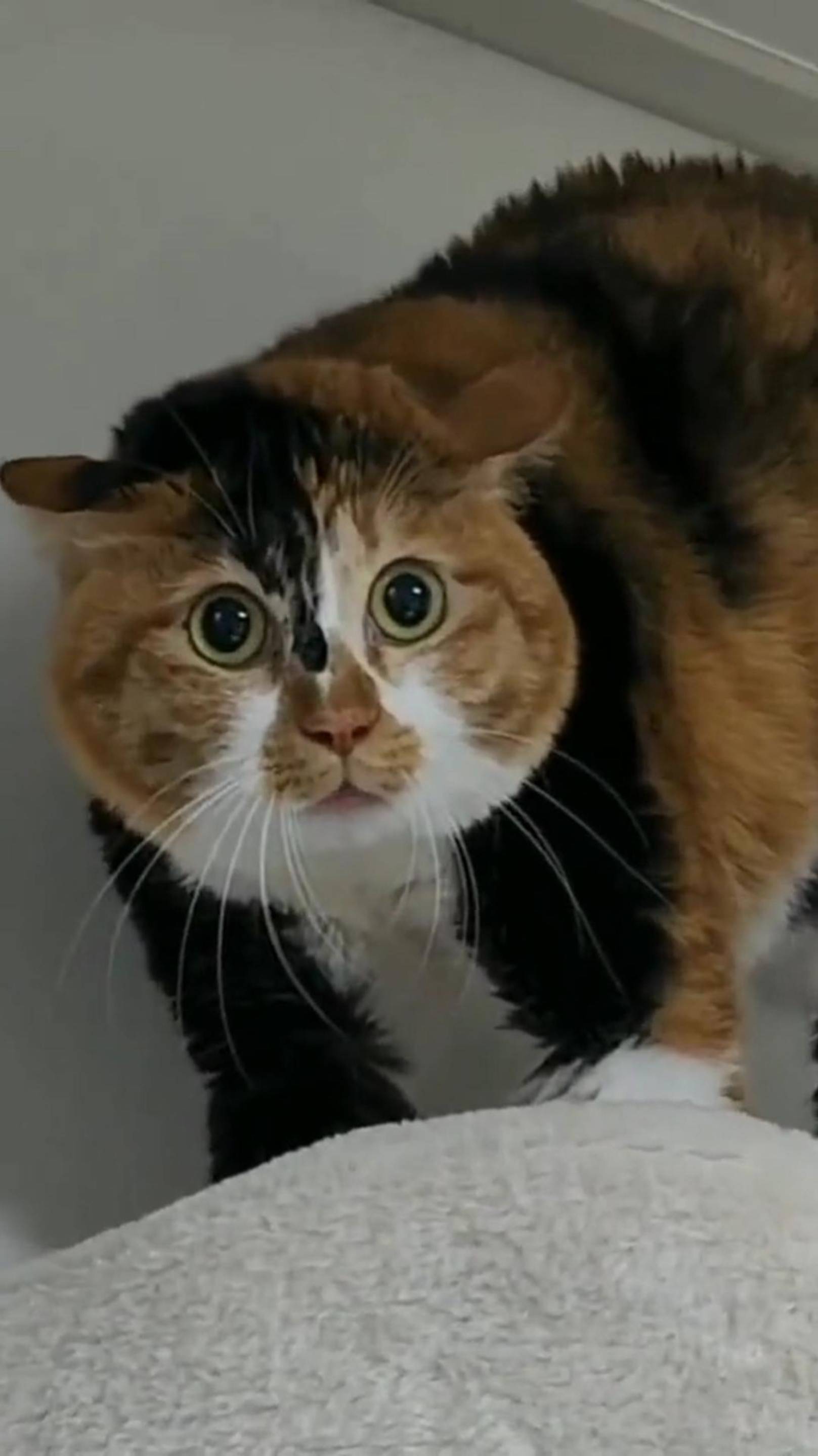 Когда ЗАДОЛЖАЛ Денег ДРУГУ! 😂 Коты Решают ЭТОТ Вопрос! 😨 #cat #shorts #озвучка