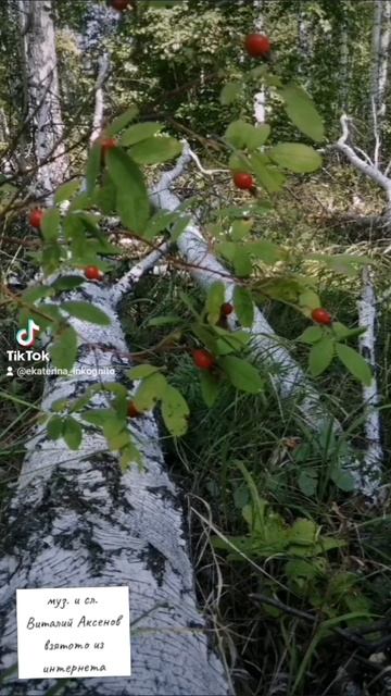 Когда на Родине! (муз. и сл. Виталий Аксенов)