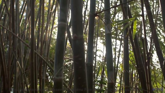 Ушам сложно поверить, что музыка бывает такой чистой - she is a system of repetitions -- los pilotos
