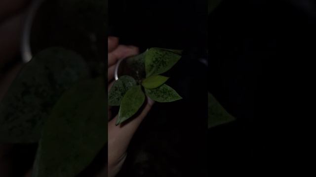 Hoya Lacunosa Leopard #plants #hoyaplant #хойя #леопард #распаковка #unboxing #hoyacollection