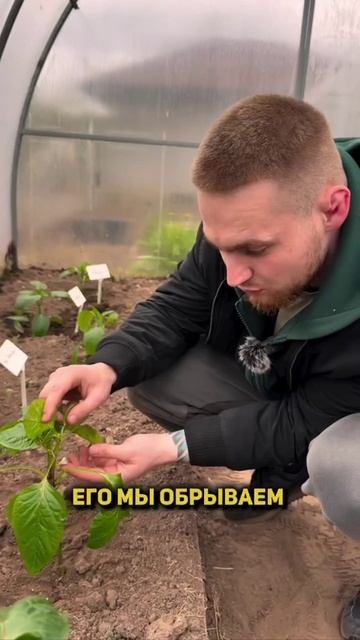 Правильное формирование перца