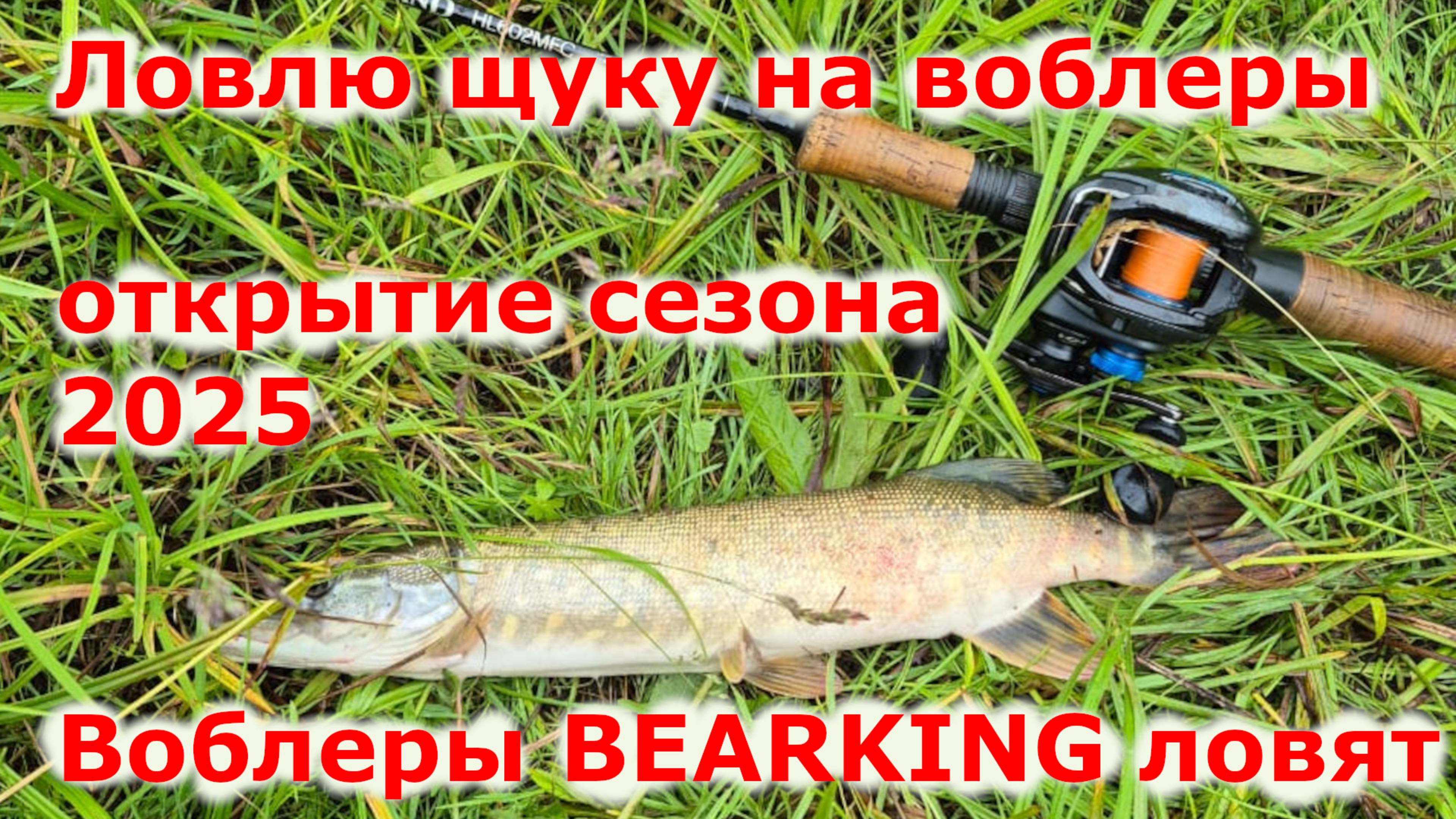 Ловлю щуку на воблеры Bearking. Осваиваю твичинг больших воблеров с мультипликаторной снастью.
