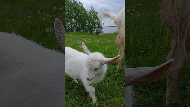1000037375.mp4