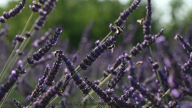 Трек, который звучит так, будто он написан для поцелуев! - Listening -- The Hipshakes -- Live at WFM