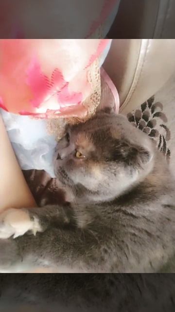 Глаза в глаза#кошки