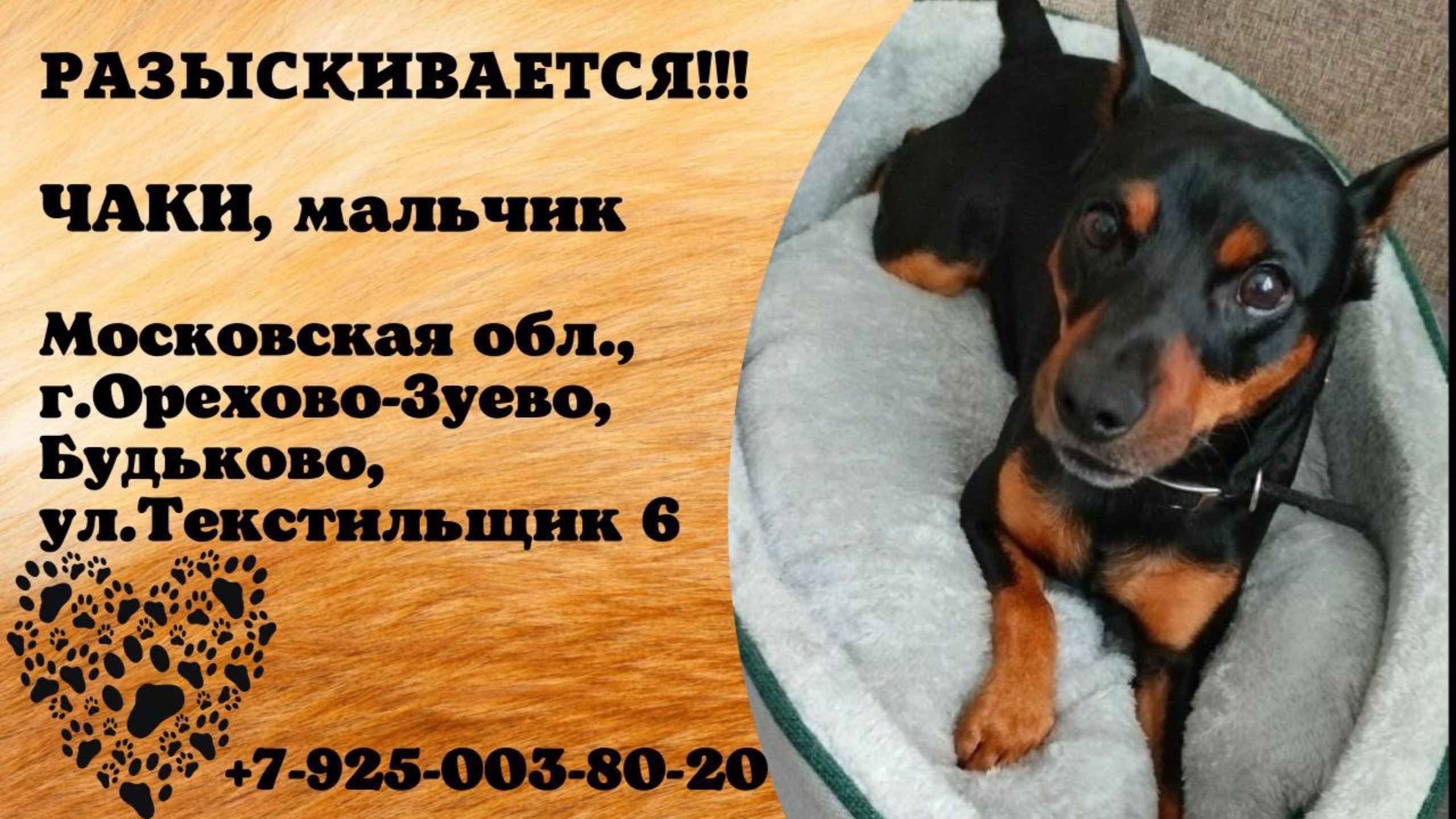 Пропала собака! ЧАКИ, мальчик, московская обл., г.Орехово-Зуево, Будьково, ул.Текстильщик 6.