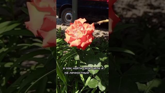 Найти цель в жизни