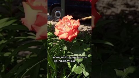 Найти цель в жизни