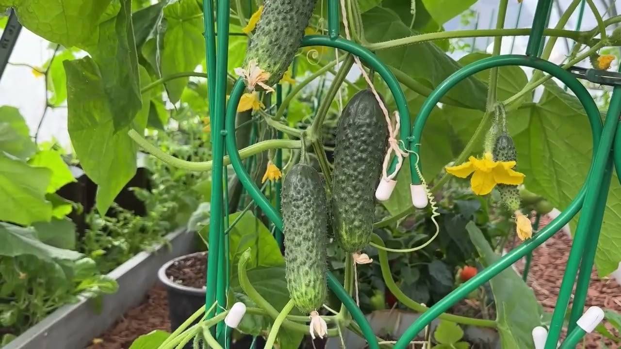 ЭТОЙ ОДНОЙ ПОДКОРМКИ ДЛЯ ОГУРЦОВ ХВАТИТ НА ВСЕ ЛЕТО!