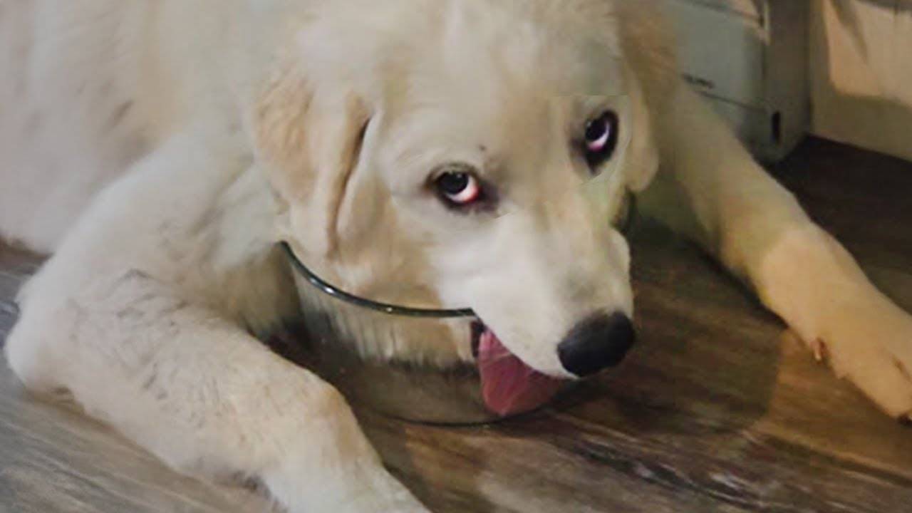 Эти собаки доводят ДРАМАТИКУ до максимума 🤣🐶 Смешные видео с собаками 2025 года