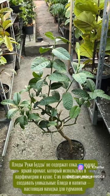 🍋 Цитрон “Рука Будды”: мистический цитрус с формой, которая завораживает