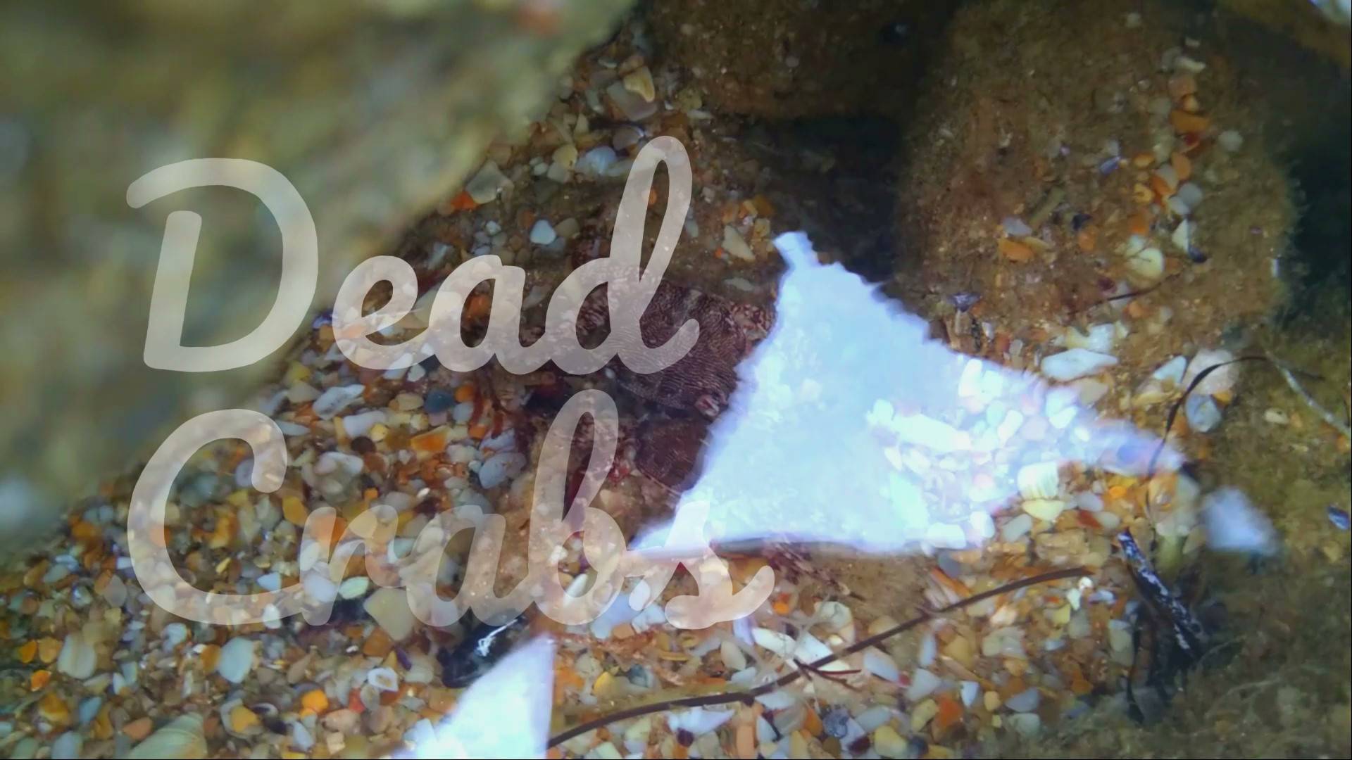 Dead crabs