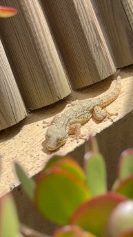 Приручаю крокодила 🐊