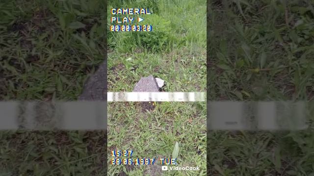 я попрощался со своей колонкой грустная запись.