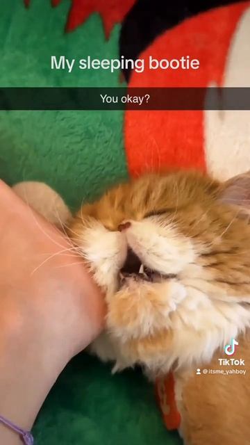 Наш TG https://t.me/liveofcats