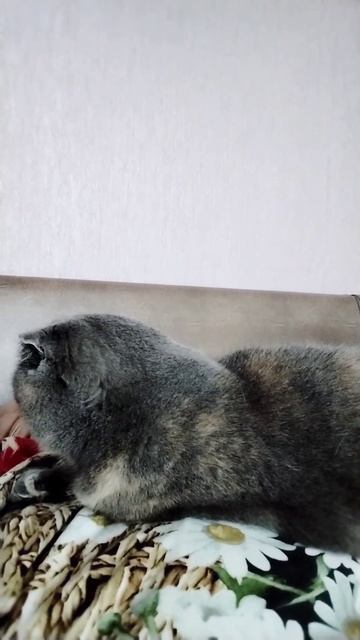 Кошка на своём посту#кошки #доброеутро
