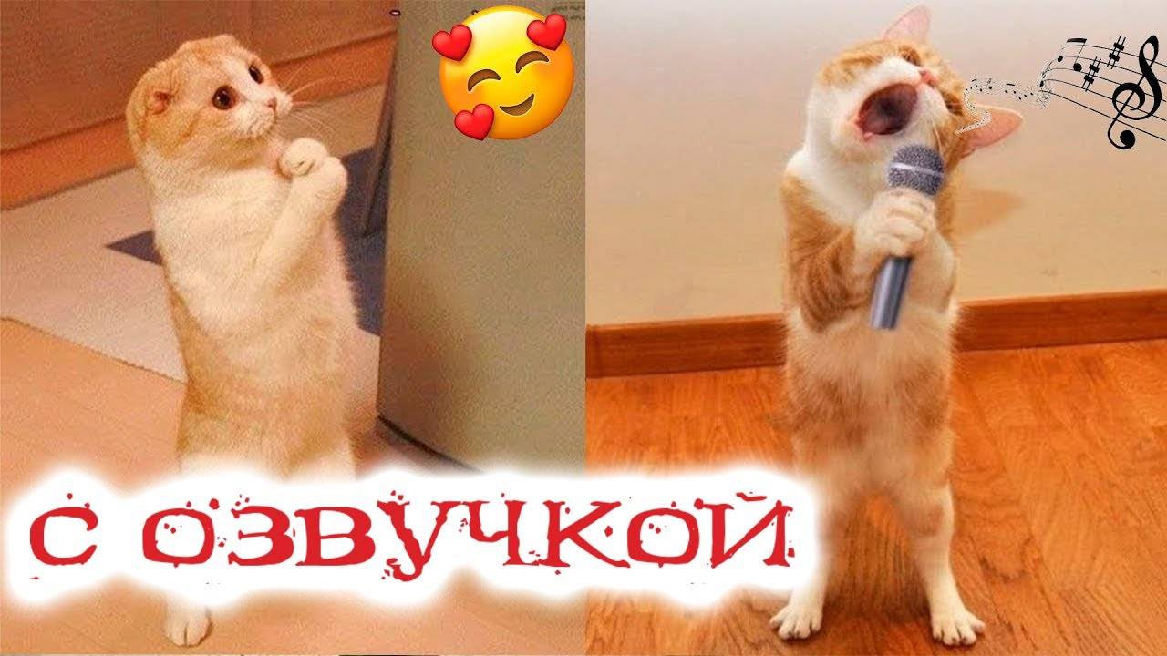 Приколы с котами! СМЕШНЫЕ КОТЫ С ОЗВУЧКОЙ 2025! Я ржал до слёз! - Смешные видео от Доми шоу