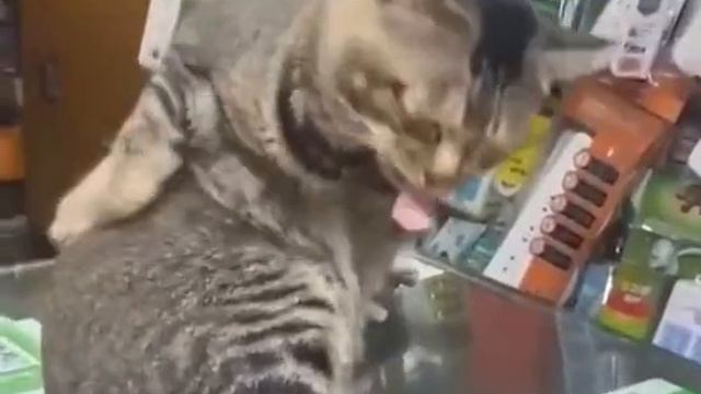 ну всё таки почесался