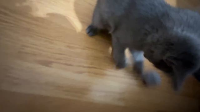 Меня снимают мои видеоблогеры, думают что я буду популярным)