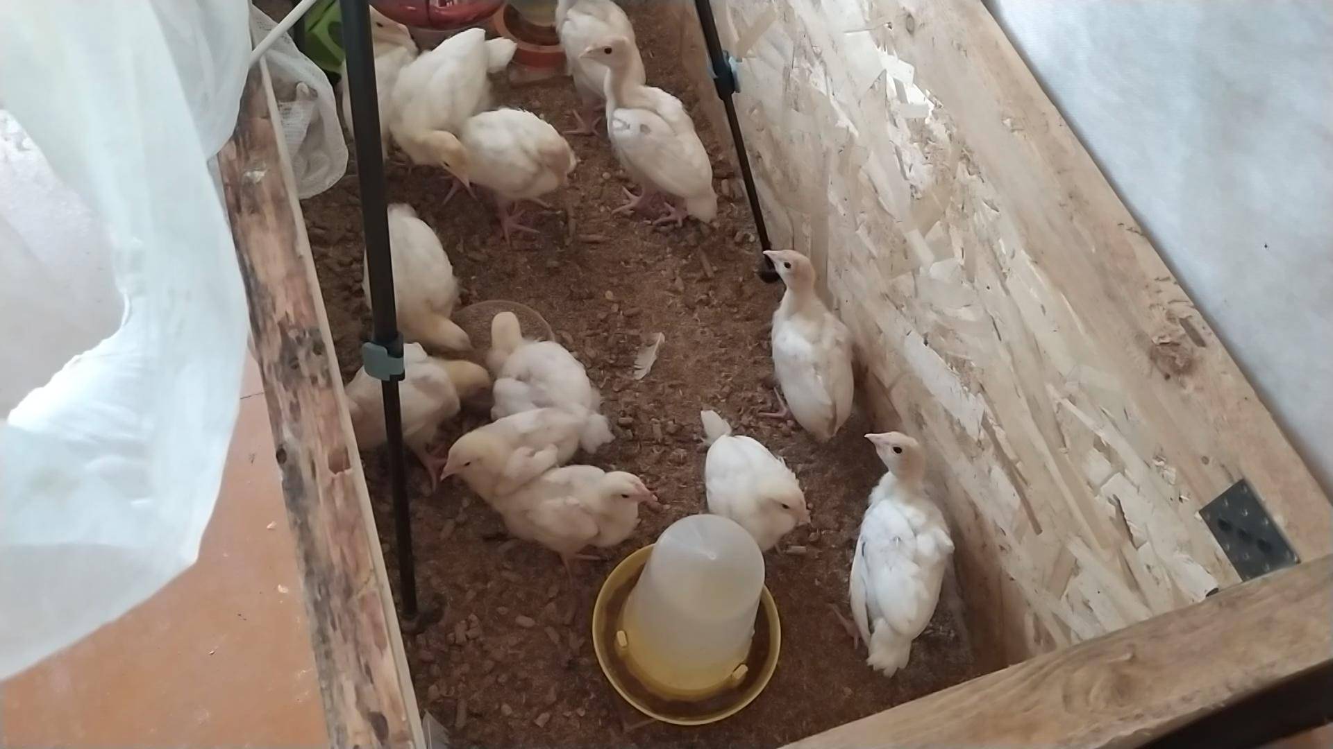 Летние хлопоты