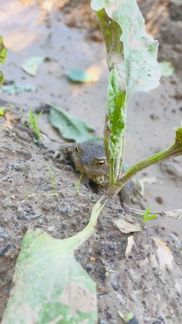 Жаба на охоте 🐸