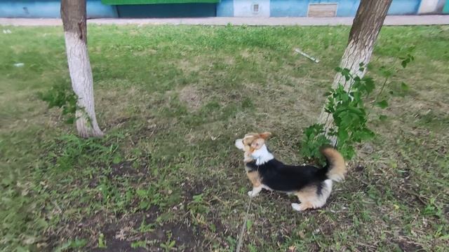 На обходе территории, может тут что-то изменилось гав. Ага такса пришла территорию делить 2 часть.