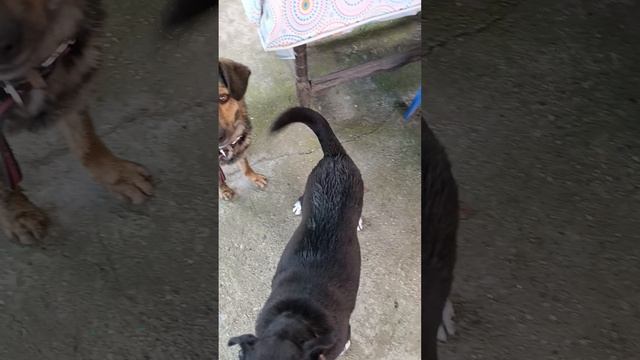 1000003705.mp4