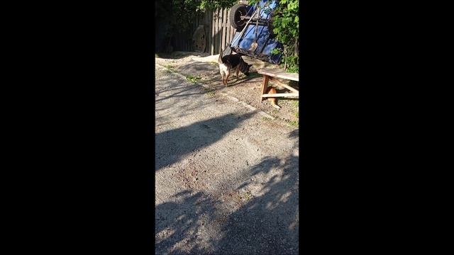 Собака.  Кот. Том и Фокс