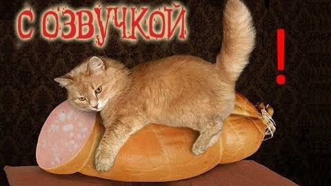 Приколы с котами – озвучка животных – Мне бы таких котов!   Domi Show